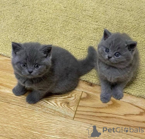 Photo №1. british shorthair - à vendre en ville de Stralsund | 350€ | Annonce № 172311