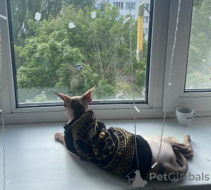 Photo №3. Chat. Biélorussie