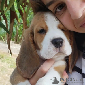 Photo №1. beagle - à vendre en ville de Гамбург | 360€ | Annonce №124711