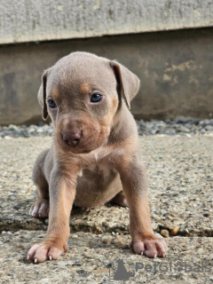 Photo №3. Chiots pitbull terrier américain. La croatie