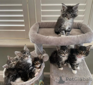 Photo №1. maine coon - à vendre en ville de Berlin | 500€ | Annonce № 166422