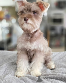 Photo №2 de l'annonce № 169114 de la vente schnauzer miniature - acheter à La finlande annonce privée