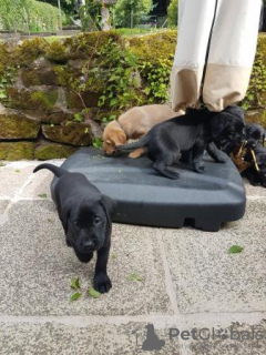 Photo №3. EXCELLENTS chiots Labrador enregistrés KC. USA