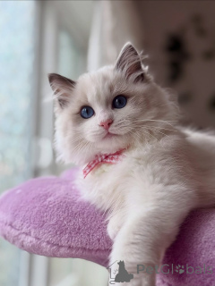 Photo №1. ragdoll - à vendre en ville de Dalsbruk | négocié | Annonce № 155565