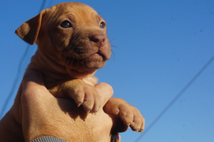 Photos supplémentaires: Chenil LOIGHY HEARTS, chiots élevage sportif pit bull terrier