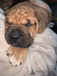 Photo №3. Chiots Bullmastiff. Suède