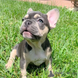 Photo №1. bouledogue - à vendre en ville de Chemnitz | 360€ | Annonce №127363