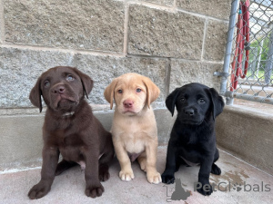 Photo №3. Beaux chiots Labrador Retriever à la recherche de leur foyer pour toujours. Suisse