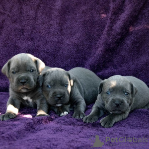 Photo №4. Je vais vendre cane corso en ville de Kherson. annonce privée - prix - négocié