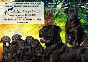 Photo №1. cane corso - à vendre en ville de Dnipro | Négocié | Annonce №2570