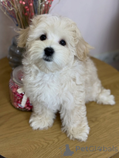 Photo №3. Rencontrez Milo, un paquet d'amour, de rires et de câlins sans fin !. Allemagne