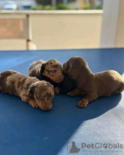 Photos supplémentaires: Achetez vos magnifiques chiots teckel vaccinés disponibles dès maintenant pour