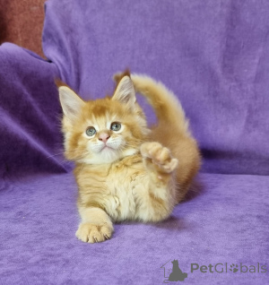 Photo №3. Unsere jungs ziehen diese tire mit dem Sanftesten Charakter Groß. Umzugsfertig,. Allemagne