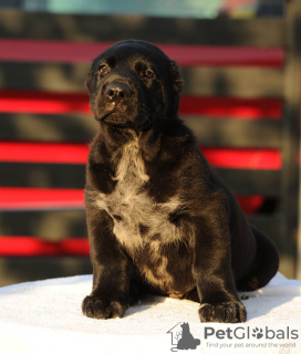 Photos supplémentaires: Chiots de berger d'Asie centrale