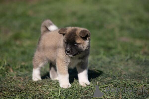 Photo №1. akita (chien) - à vendre en ville de Stockholm | Gratuit | Annonce №169767