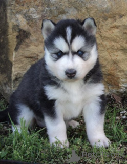 Photo №1. husky de sibérie - à vendre en ville de Tbilissi | négocié | Annonce №172127