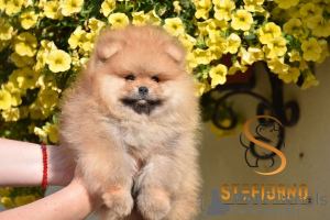 Photo №4. Je vais vendre spitz nain en ville de Loznica. éleveur - prix - négocié