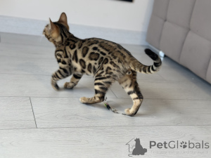 Photo №1. bengal - à vendre en ville de Boston | négocié | Annonce № 100955