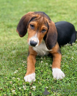 Photo №1. chien courant finlandais - à vendre en ville de Alavus | 500€ | Annonce №169112