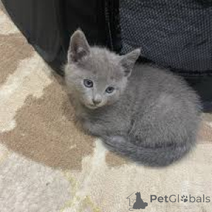 Photo №3. Les chatons Schattige Russische Blauwe ont un nouveau jeudi.. Belgique