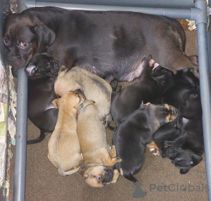 Photo №1. puggle - à vendre en ville de Bari | négocié | Annonce №172910