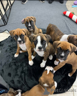 Photo №3. Les amoureux des boxeurs savent qu'il n'y a rien de tel que la joie de rentrer à. Canada