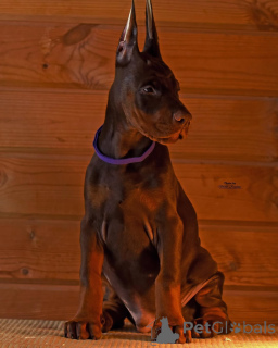 Photo №4. Je vais vendre dobermann en ville de Munich.  - prix - 950€