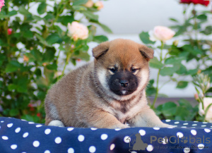 Photo №3. Chiots shiba inu. Fédération de Russie