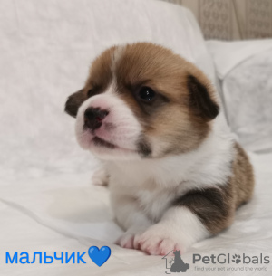 Photo №4. Je vais vendre welsh corgi en ville de Nizhny Novgorod. annonce privée - prix - 801€