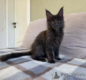 Photo №2 de l'annonce № 155698 de la vente maine coon - acheter à Belgique annonce privée