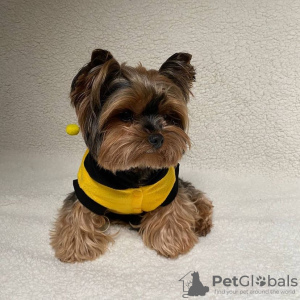 Photo №1. yorkshire terrier - à vendre en ville de Paris | négocié | Annonce №78268