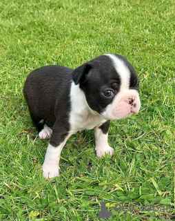 Photo №1. chien bâtard - à vendre en ville de Bamberg | Gratuit | Annonce №117754