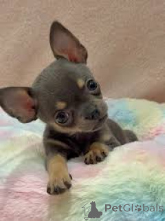 Photo №3. Chihuahua-puppy's te koop. Belgique