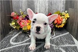 Photo №4. Je vais vendre bouledogue en ville de Coromandel. annonce privée - prix - négocié