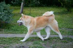 Photo №4. Je vais vendre akita (chien) en ville de Khmelnitsky. de la fourrière - prix - 461€