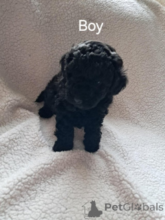 Photo №2 de l'annonce № 172464 de la vente caniche (jouet) - acheter à Grèce annonce privée