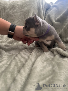 Photo №1. bouledogue - à vendre en ville de Orlando | 293€ | Annonce №120942