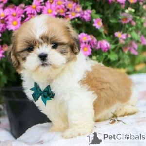 Photo №1. shih tzu - à vendre en ville de Berlin | 500€ | Annonce №138888