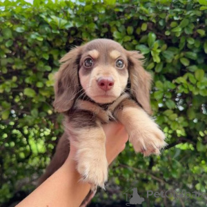 Photo №1. teckel - à vendre en ville de Caloocain | négocié | Annonce №167336