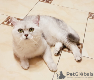 Photo №2. Service d'accouplement british shorthair. Prix - négocié