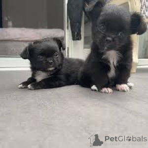 Photo №1. chihuahua - à vendre en ville de Madrid | 700€ | Annonce №165985