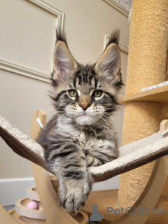 Photo №4. Je vais vendre maine coon en ville de Cologne. éleveur - prix - négocié