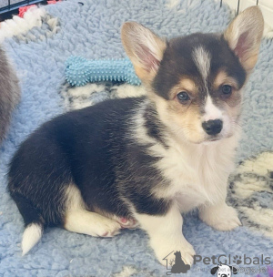 Photos supplémentaires: Chiots Welsh Corgi Pembroke