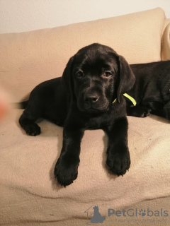 Photo №2 de l'annonce № 36506 de la vente labrador retriever - acheter à Allemagne annonce privée