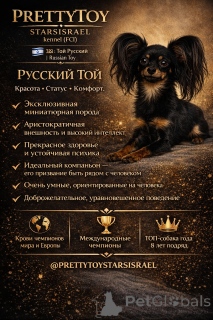 Photo №2 de l'annonce № 163672 de la vente petit chien russe - acheter à Israël de la fourrière