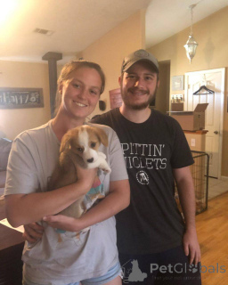 Photo №4. Je vais vendre welsh corgi en ville de Barcelone. éleveur - prix - 700€