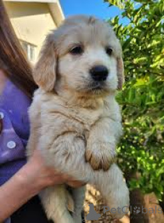 Photo №1. golden retriever - à vendre en ville de Milan | 1000€ | Annonce №165790