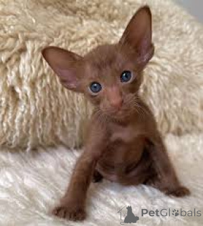 Photo №4. Je vais vendre oriental shorthair en ville de Anvers. annonce privée, éleveur - prix - 350€