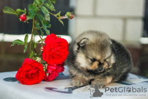 Photos supplémentaires: Beaux chiots de Poméranie