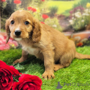 Photo №2 de l'annonce № 168601 de la vente cavalier king charles spaniel - acheter à Australie annonce privée